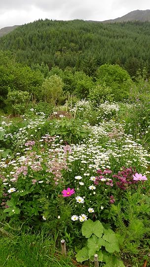 Flowers and hills Corrary Farm