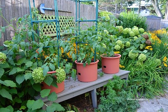 Tomato Plants with Kellogg Garden Organics Soil