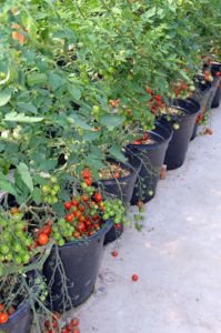 Pots of cherry tomato plants growing in greenhouse