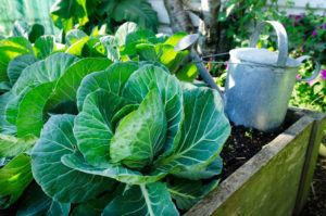 Cabbage grow in home vegetable garden. Photo by Rafael Ben-Ari/Chameleons Eye