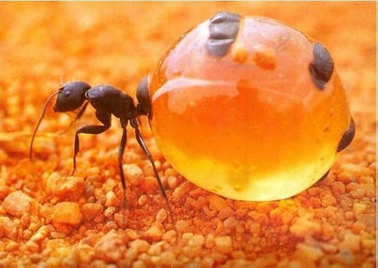 honey pot ants