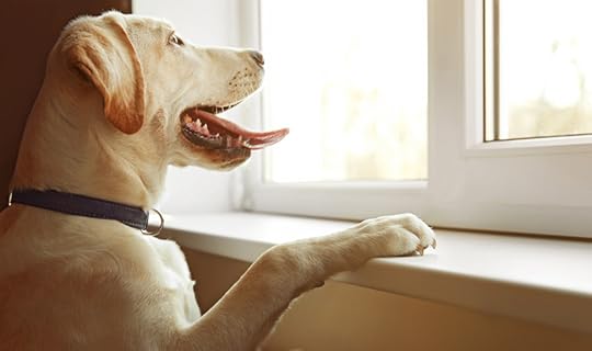 rapture pet care