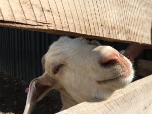 Shaker Village at Pleasant Hill goat