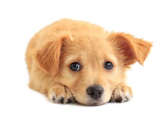 Puppy