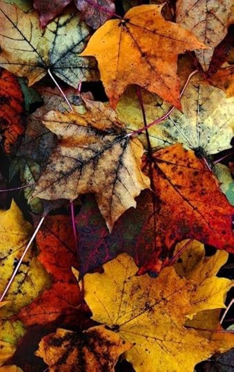 fall leaves