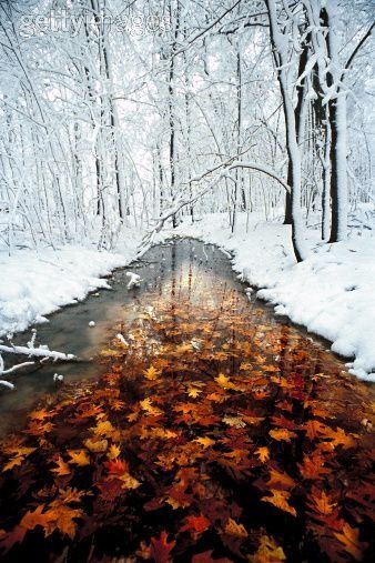 Oak (Quercus sp) leaves in stream with snowy forest, Minnesota