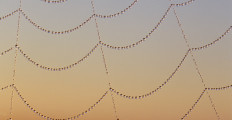 spiderweb-dewdrops-1280x720-istockphoto