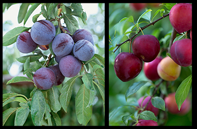 Methley and Beauty Plums 
