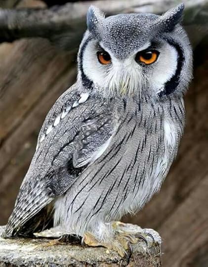 northern white-faced owl