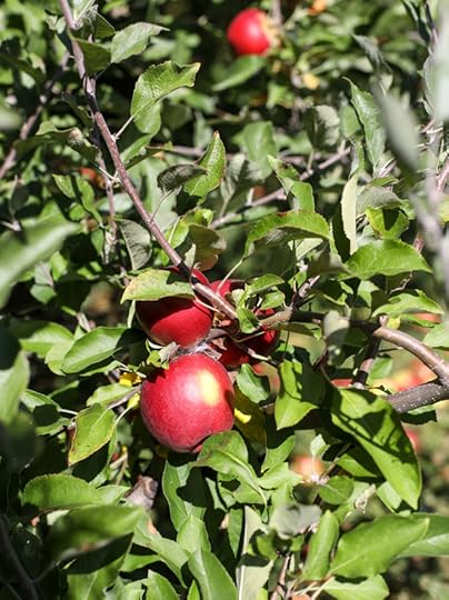 adventures in apple picking I howsweeteats.com 