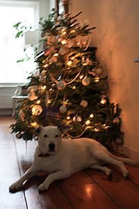 Photo of the Fanning family Christmas tree