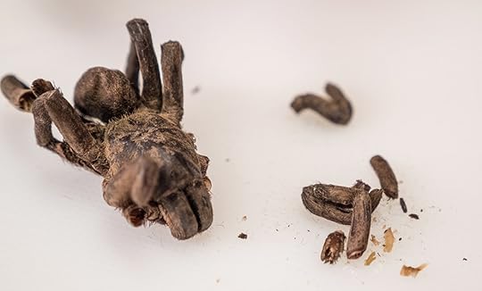 dried tarantula