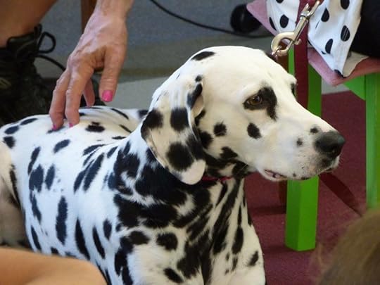 Judea feels safe and loved whenever she is touched. Like all dogs need to be, she has been desensitized to being startled or touched suddenly.