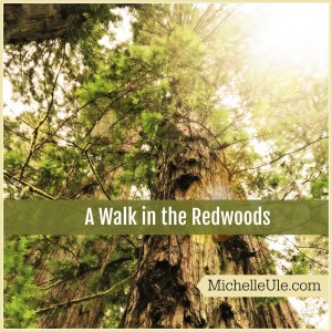 redwoods, Prairie Creek Redwoods State Park, banana slugs, redwood tree facts, black bear, forest mushrooms, elk, squirrels, outdoor education