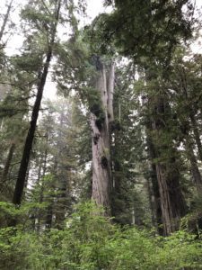 redwoods, Prairie Creek Redwoods State Park, banana slugs, redwood tree facts, black bear, forest mushrooms, elk, squirrels, outdoor education