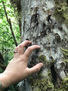 redwoods, Prairie Creek Redwoods State Park, banana slugs, redwood tree facts, black bear, forest mushrooms, elk, squirrels, outdoor education