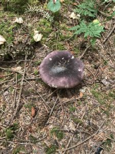 redwoods, Prairie Creek Redwoods State Park, banana slugs, redwood tree facts, black bear, forest mushrooms, elk, squirrels, outdoor education