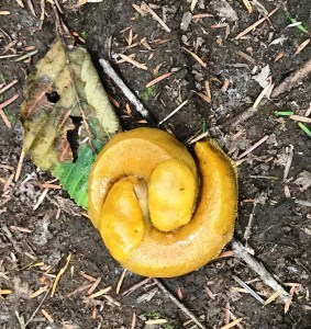 redwoods, Prairie Creek Redwoods State Park, banana slugs, redwood tree facts, black bear, forest mushrooms, elk, squirrels, outdoor education
