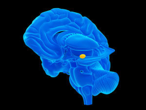 Hijacking the amygdala