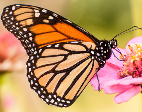 Photo: Bye-bye, bug splatter: Is this the new silent spring?
