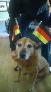 dog with german flags on her head