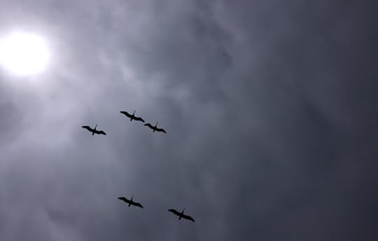 Albatross Near The Sun