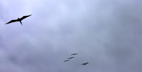 Albatross Follow The Leader