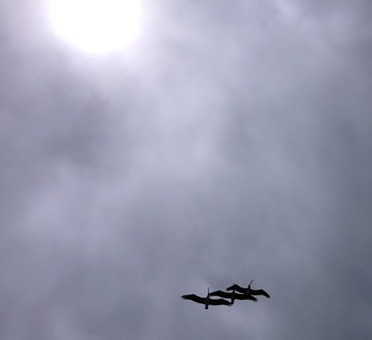 Albatross in Formation
