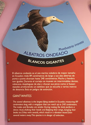 Albatross Information