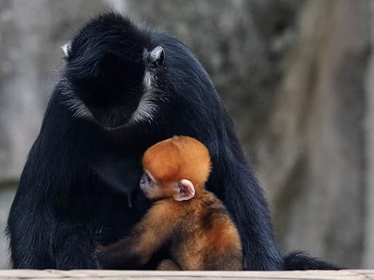 Monkey Ripley 