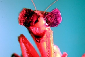 Cypher Chronicles, vol. 37-2017