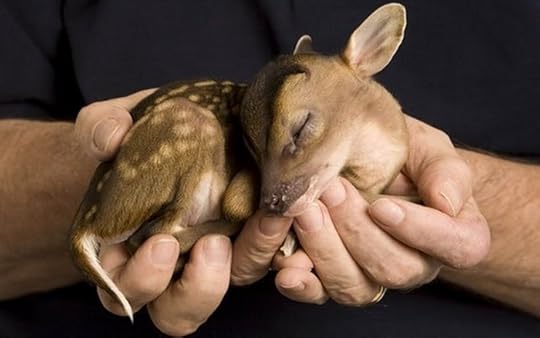 newborn muntjac deer