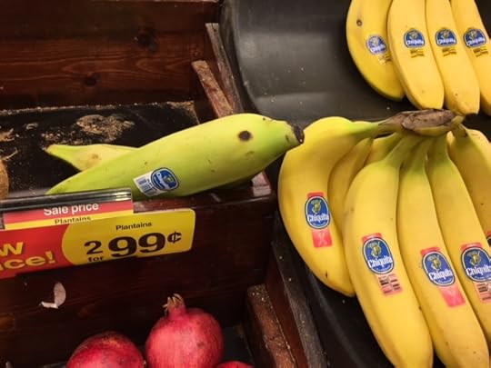 Plantains on the left, compared to bananas on the right. Very similar looking, but do not taste the same.