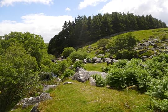 The Walla Brook, Dartmoor