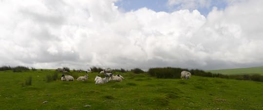 Moorland sheep