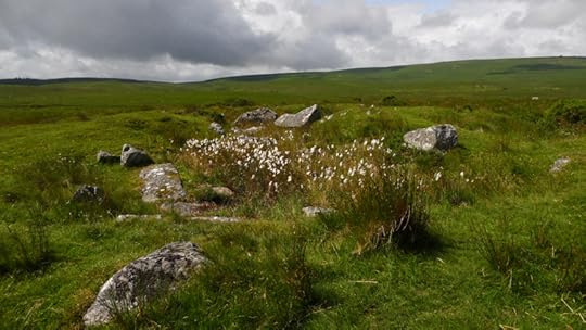 Bog cotton on the moor