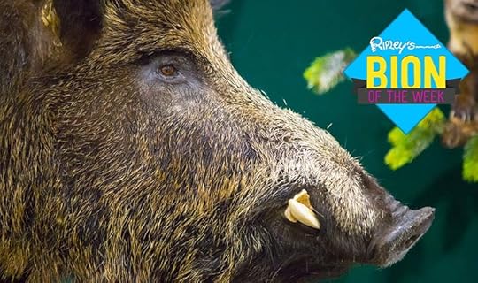 radioactive boar