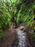 Down into Finnich's Glen