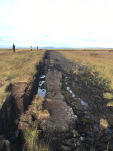 The Peat Bog