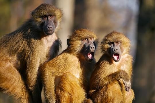 “now a days” vs. “nowadays” - dumbfounded monkeys
