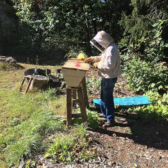 Top bar hive comb ~ {bits & pieces}