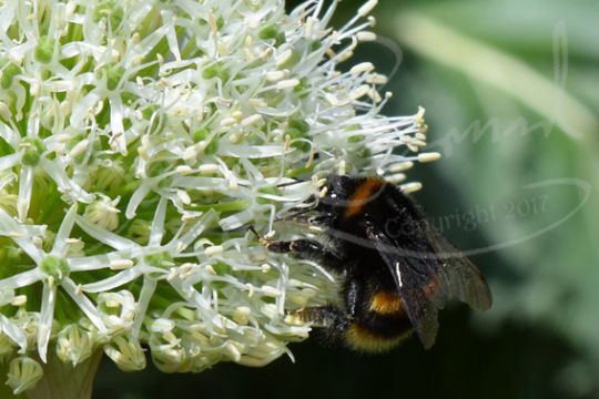 Bee on allium flower