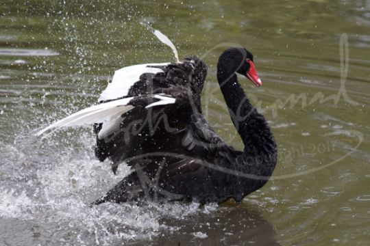 Black swan, displaying