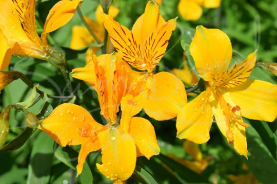 Yellow lilies with water drops