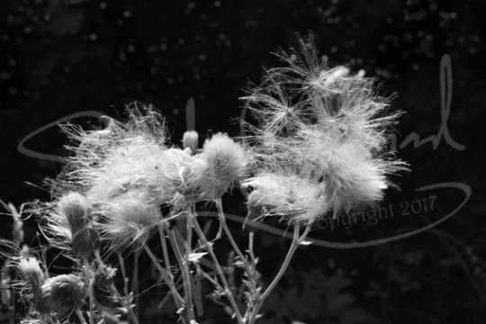Black & White Thistledown