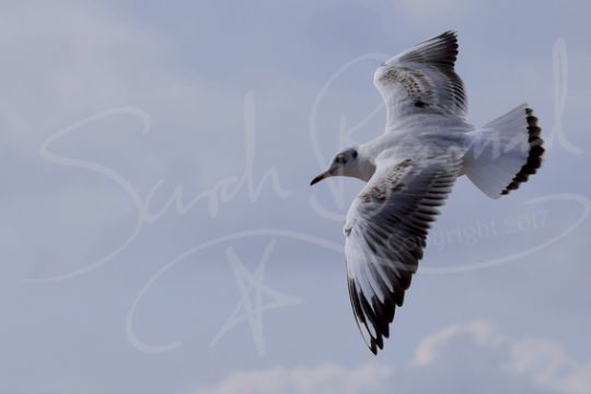 Young herring gull in flight