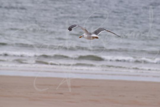 Herring gull with waves