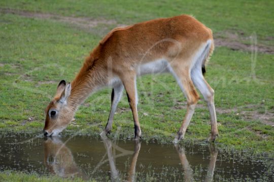 Young Lechwe drinking