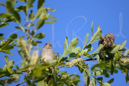 Sparrows on a willow branch