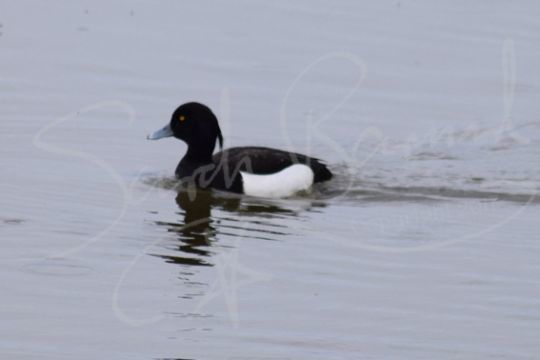 Tufted Duck